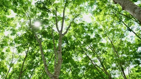 Green tree canopy with warm sunlight passing through the foliage highlights natu Video stock 335333343