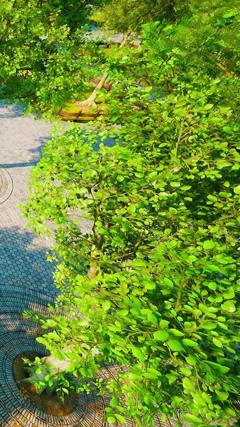 Green tree casts shadow on hexagon pavement in sunny outdoor space Stock Footage 338414934