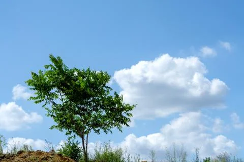 Green tree on a cliff on the background of bright summer sky Stock Photos