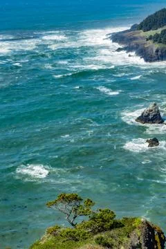 Green tree on a cliff Foto stock