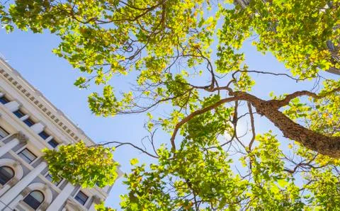 Green tree up close Stock Photos