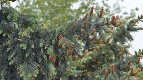 Green tree with cones Stock Footage 108078461