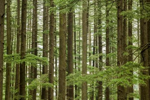 Green tree coniferous forest Foto stock