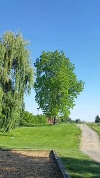 Green tree on a country road with blue sky in the background, serene nature Stock Photos