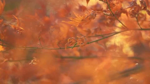 A Green Tree Cricket Hanging on Orange Leaves Stock Footage 330849005