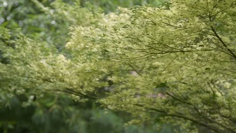 Green tree crochet   Stock Footage 111016727