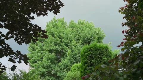 Green tree crown against a cloudy blue sky Stock Footage 328299606