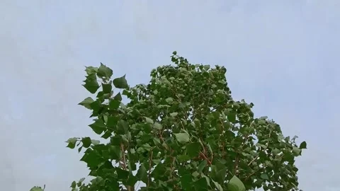 Green tree crown. Video stock 333562095