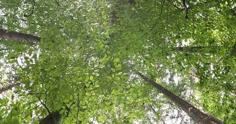 Green tree crown in motion 動画素材 96216584