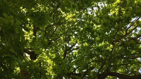 Green tree crown in the park, day Stock Footage 109930813
