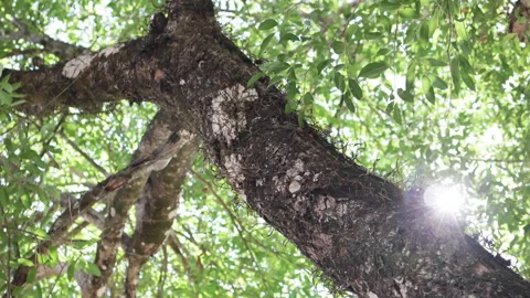 Green tree crown with sunlight streaming through leaves. Stock Footage 276829605