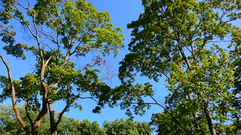 Green tree crowns and blue sky Stock Footage 40667235