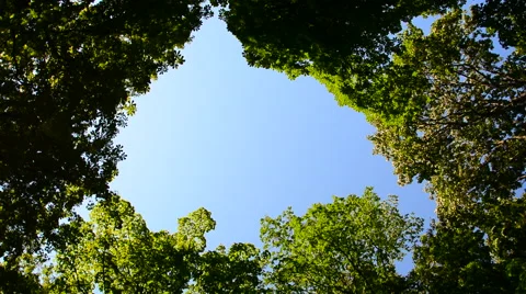 Green tree crowns and blue sky Stock Footage