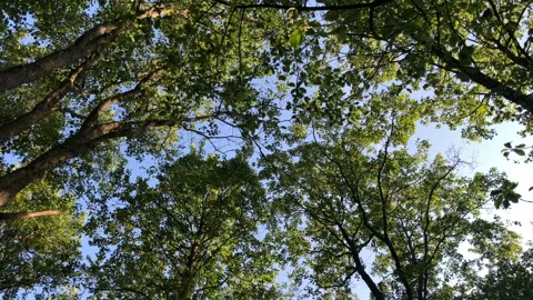 Green tree crowns high in the blue sky Stock Footage 311400661