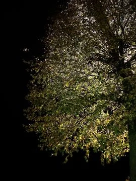 Green tree in the dark. Stock Photos