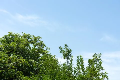 Green tree in daylight with blue sky Stock Photos