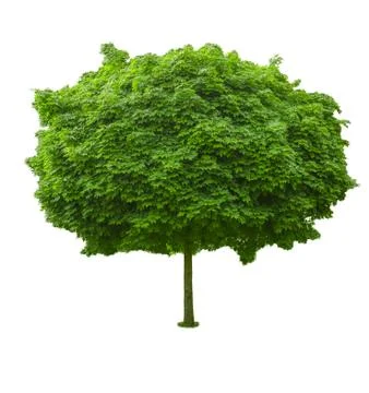 Green tree with dense foliage spherical shape isolated on white. Stock Photos