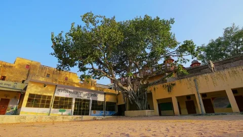 Green tree in a desert environment, Rajasthan, India. Steadicam shot Stock Footage 84628351