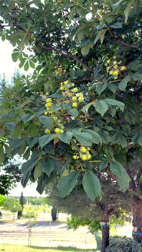 Green tree with developing fruits, surrounded by other trees and greenery Stock Footage 336733753