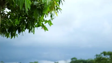 Green tree with dramatic cloudy sky before monsoon rainfall Видео 339759631