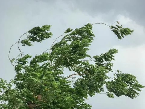 Green Tree during heavy wind at thailand Stock Photos