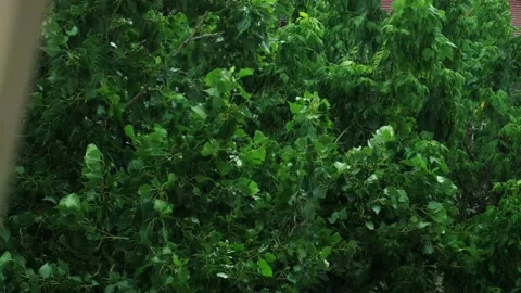 Green tree during rain storm Video stock 198738061