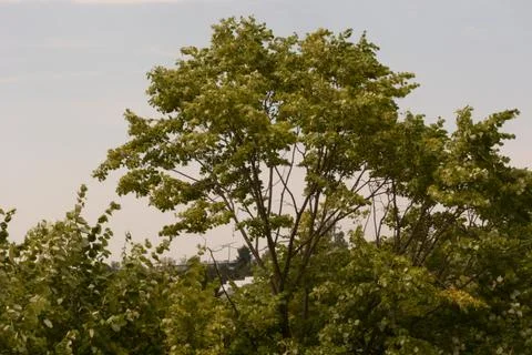 A green tree during the summer Stock-Fotos