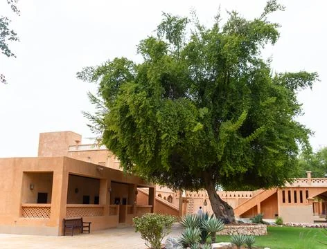 Green Tree, Earthen Architecture Stock Photos
