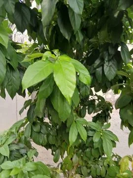 Green Tree Ecosystem Stock Photos