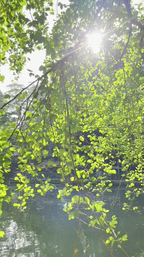 Green tree on the edge of the lake on a sunny morning Stock Footage 301877505