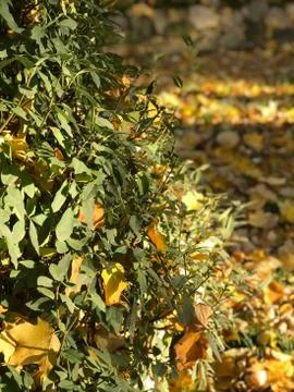 Green tree with fall leaves Stock Photos