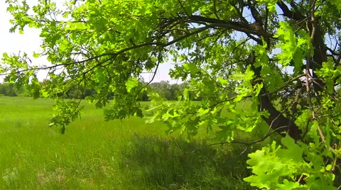 Green tree in the field. Around  view  steadicam Stock Footage 51677042