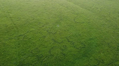 Green tree on the field Stock Footage 166607506