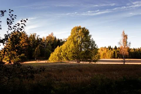 Green tree on field Фото