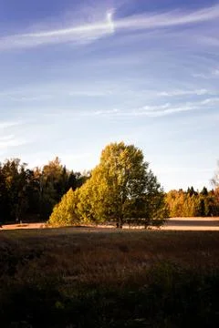 Green tree on field Фото