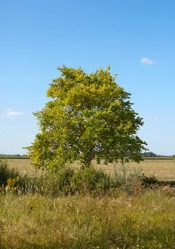 Green tree in the field Stock Photos