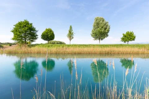 Green tree in the field by river. Stock Photos