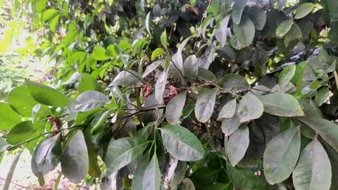 Green Tree Foliage Close Up With Dense Leaves In Daytime Stock Photos