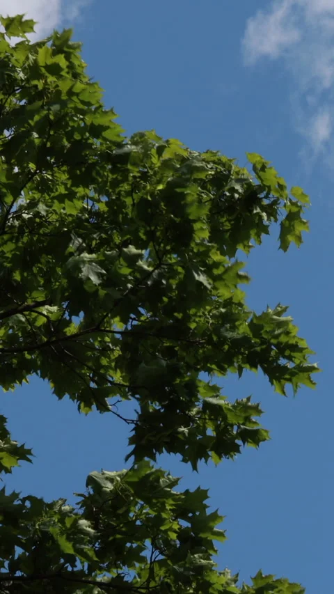 Green tree foliage moving against blue summer sky. Vertical 스톡 동영상 334658258
