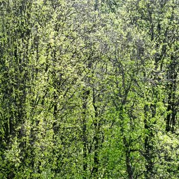 Green tree foliage Stock Photos