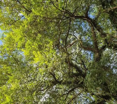 Green Tree Foliage Stock Photos