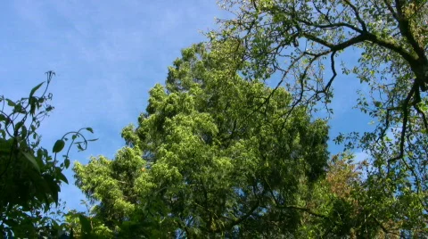 Green tree Stock Footage 436649