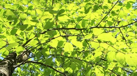 Green tree. Stock Footage 11135439