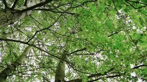 Green Tree Stock Footage 12624349