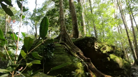 Green tree  Stock Footage 46228824