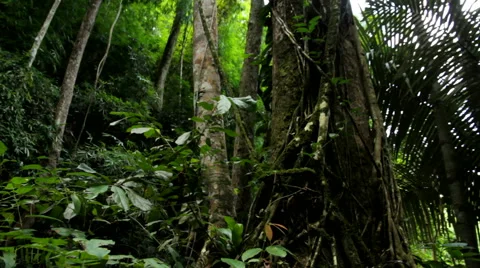 Green tree  Stock Footage 46229258