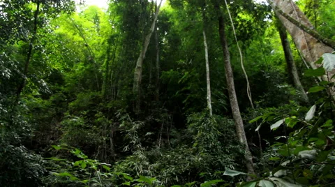 Green tree  Stock Footage 46229424