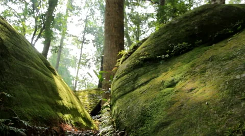 Green tree  Stock Footage 46230072