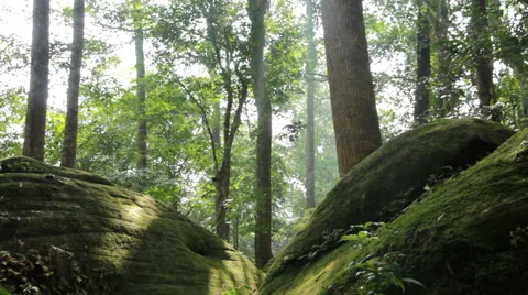 Green tree  Stock Footage 46230219