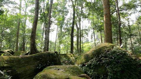 Green tree  Stock Footage 46230914